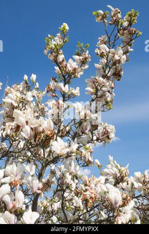 Fleurs blanches, violettes teintées à la base à l'extérieur de Magnolia Brozzonii Banque D'Images