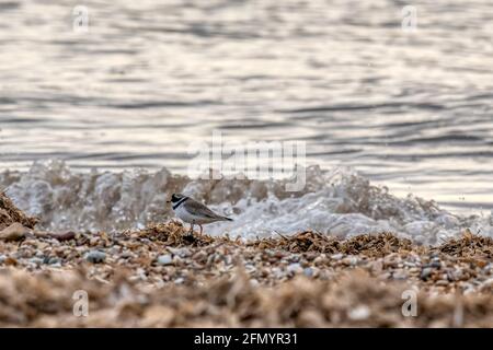 Pluvier annelé, Charadrius hiaticula, huntinf pour la nourriture le long de la tideline sur la plage de Snettisham. Banque D'Images