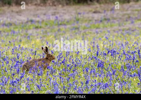 Un lièvre européen, Lepus europaeus, assis dans un champ de cloches anglaises, jacinthoides non-scripta. Banque D'Images