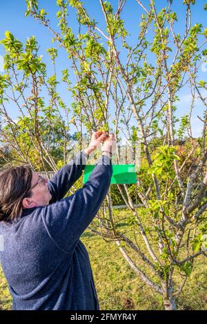 Femme accrochée à un piège à phéromone de maggot de prune sur un arbre fruitier. Banque D'Images