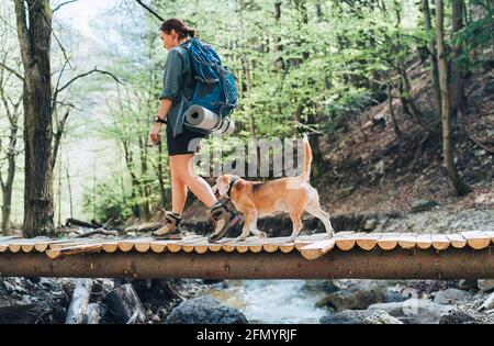 Une femelle routard d'âge moyen avec un sac à dos en bottes de randonnée traversant le pont de la rivière de montagne dans la forêt avec son chien de beagle. Voyage ou trekkin Banque D'Images