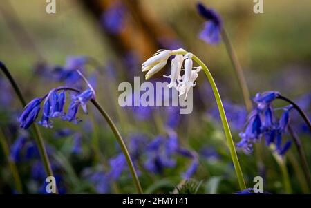 Clochette solitaire dans le tapis de cloches de bleu Banque D'Images