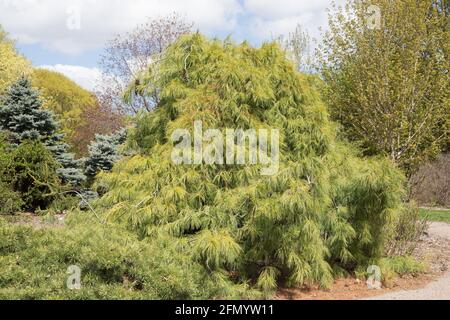 Pinus strobus 'pendula', pin blanc de l'est. Banque D'Images