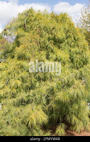 Pinus strobus 'pendula', pin blanc de l'est. Banque D'Images