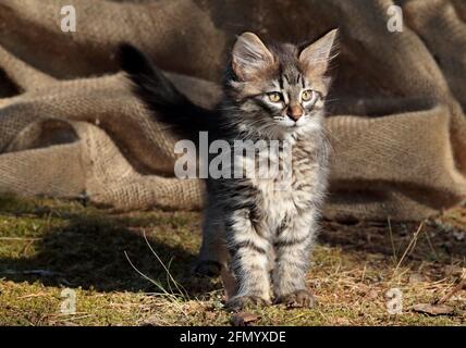 Un chaton de chat de la forêt norvégienne âgé de quatre mois debout à l'extérieur en plein soleil Banque D'Images