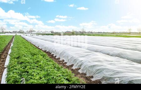 Plantation de pommes de terre couverte de fibre agricole. Ouverture des jeunes pommes de terre lorsqu'elles se réchauffent. Durcissement des plantes à la fin du printemps. Effet de serre pour les soins a Banque D'Images