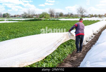 Un agriculteur ouvre des rangées de pommes de terre en agrofibres à la fin du printemps. Ouverture de jeunes plants de pommes de terre comme il se réchauffe. Effet de serre pour les soins et la protection Banque D'Images