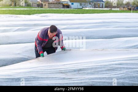 Un homme travaille avec l'agrofibre dans un champ de plantation de pommes de terre. Ouverture de jeunes pommes de terre. Durcissement des plantes à la fin du printemps. Effet de serre pour voiture Banque D'Images