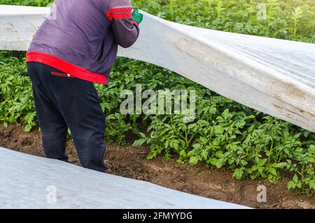 Un agriculteur ouvre une plantation de pommes de terre spunbond. Ouverture des jeunes pommes de terre lorsqu'elles se réchauffent. Durcissement des plantes à la fin du printemps. Agroindustrie, agriculture. Réf Banque D'Images