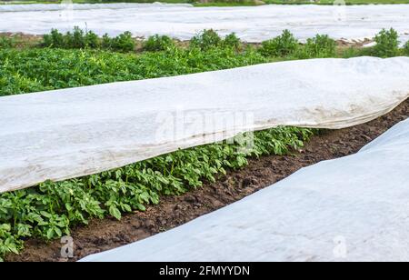 Plantation de pommes de terre couverte de fibre agricole. Ouverture des jeunes pommes de terre lorsqu'elles se réchauffent. Effet de serre pour les soins et la protection. Agroindustrie, agriculture Banque D'Images
