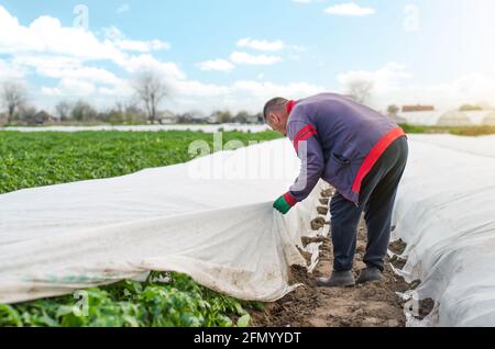 Un agriculteur retire l'agrofibre d'une plantation de pommes de terre. Ouverture des jeunes pommes de terre lorsqu'elles se réchauffent. Durcissement des plantes à la fin du printemps. Effet de serre Banque D'Images