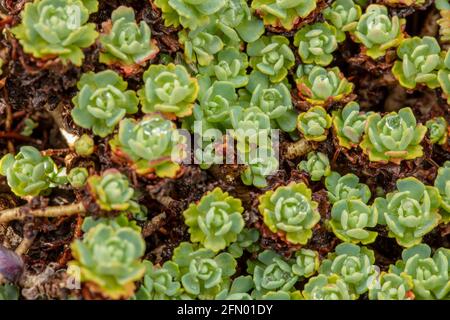 Couverture de sol matte de formation Rhodiola Pachyclados Banque D'Images