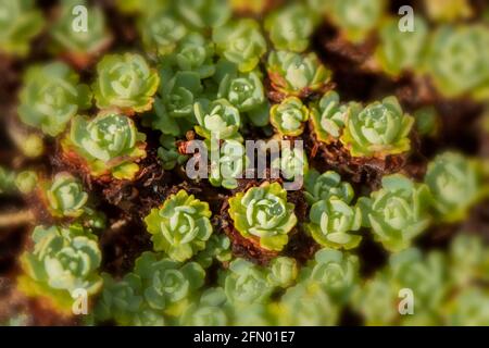 Couverture de sol matte de formation Rhodiola Pachyclados Banque D'Images