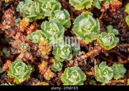 Couverture de sol matte de formation Rhodiola Pachyclados Banque D'Images