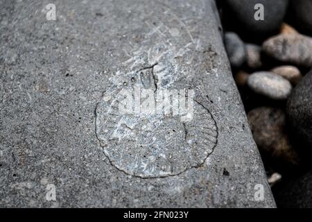 Kimmeridge Bay, chasse aux fossiles, Dorset, Royaume-Uni Banque D'Images
