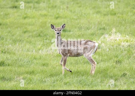 Un cerf de Virginie se trouve dans un champ herbacé près du lac Newman, Washington. Banque D'Images