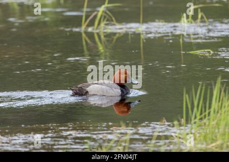 Un canard à tête rouge nage dans un étang près du lac Hauser, en Idaho. Banque D'Images