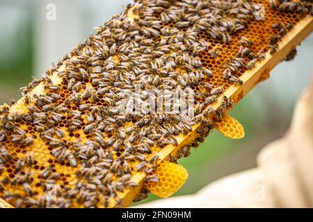 Étiquette queen abeilles rampant sur le cadre rempli d'abeilles et de couvain. Famille forte sur le cadre. Mise au point douce Banque D'Images