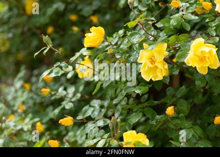 Bush avec des roses jaunes. Un grand rosehip avec des fleurs jaunes. Fleurs du jardin du château de Bratislava. Banque D'Images