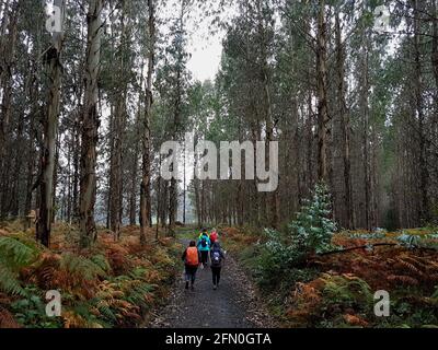 Groupe de randonneurs traversant les bois avec de grands arbres autour d'un sentier étroit Banque D'Images