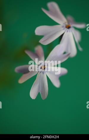 Fleur blanche gros plan Phlox sabulata L. famille polemoniaceae en fond vert botanique moderne de haute qualité grands imprimés éducatifs Banque D'Images