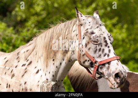 Le cheval repéré a fermé les yeux. Gros plan sur la tête de cheval dalmate. Banque D'Images