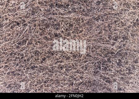 Branches de plantes dans un grand tas avec l'eau qui coule d'en haut. Les branches se rapprochent - sur toute la largeur de la photo. Arrière-plan de texture du réel n Banque D'Images