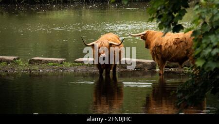 Vaches des Highlands à un passage de rivière dans le West Yorkshire, Angleterre Banque D'Images