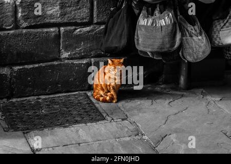 Chat tabby assis au mur et sacs dans le North Yorkshire, Angleterre Banque D'Images