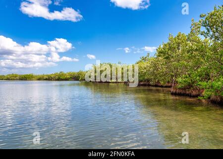 Forêt de mangroves rouges sur la côte sud de Cuba Banque D'Images