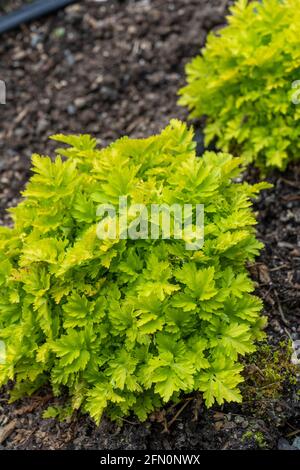 Issaquah, Washington, États-Unis. Chrysanthème parthénium syn. Tanacetum parthenium (noms communs: Feverhew, Featherfall, Featherfoil, Midsummer Daisy) Banque D'Images