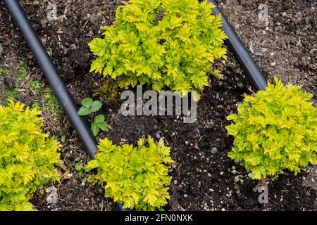 Issaquah, Washington, États-Unis. Chrysanthème parthénium syn. Tanacetum parthenium (noms communs: Feverhew, Featherfall, Featherfoil, Midsummer Daisy) Banque D'Images