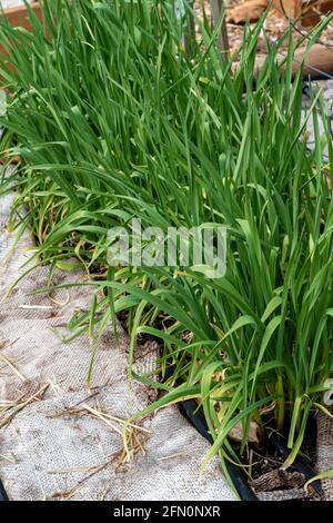 Issaquah, Washington, États-Unis. Ail hiverné poussant dans un jardin dormant entre deux terriers. Banque D'Images