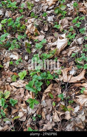 Issaquah, Washington, États-Unis. Plantes de fraise surhivernales parées par des feuilles tombées. Banque D'Images