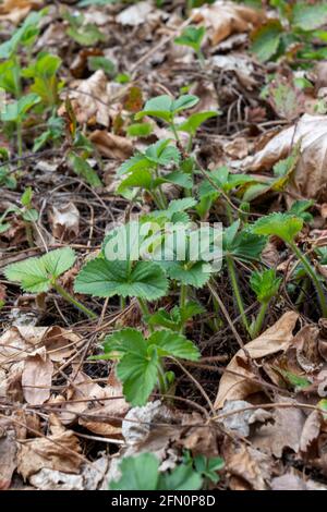 Issaquah, Washington, États-Unis. Plantes de fraise surhivernales parées par des feuilles tombées. Banque D'Images