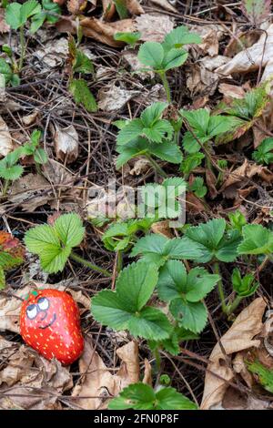 Issaquah, Washington, États-Unis. Plantes de fraise surhivernales parées de feuilles mortes, avec une roche peinte pour ressembler à une fraise. Banque D'Images