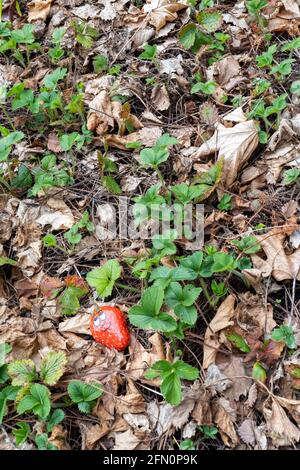 Issaquah, Washington, États-Unis. Plantes de fraise surhivernales parées de feuilles mortes, avec une roche peinte pour ressembler à une fraise. Banque D'Images