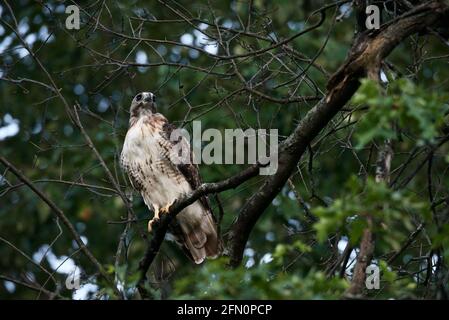 hawk à la recherche d'une proie .. Banque D'Images