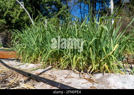 Issaquah, Washington, États-Unis. Ail hiverné poussant dans un jardin dormant entre deux terriers. Banque D'Images