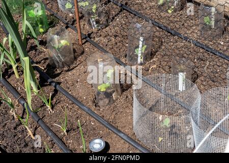 Issaquah, Washington, États-Unis. Jardin de printemps avec des barrières en métal et en plastique autour de la plupart des plantes pour les maintenir à l'écart des limaces et autres animaux. Gyp Banque D'Images