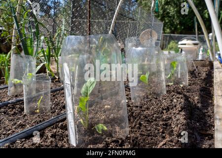 Issaquah, Washington, États-Unis. Jardin de printemps avec des barrières en métal et en plastique autour de la plupart des plantes pour les maintenir à l'écart des limaces et autres animaux. Oreille Banque D'Images