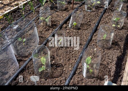 Issaquah, Washington, États-Unis. Jardin de printemps avec des barrières en métal et en plastique autour de la plupart des plantes pour les maintenir à l'écart des limaces et autres animaux. Gyp Banque D'Images