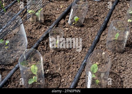 Issaquah, Washington, États-Unis. Jardin de printemps avec des barrières en métal et en plastique autour de la plupart des plantes pour les maintenir à l'écart des limaces et autres animaux. Gyp Banque D'Images