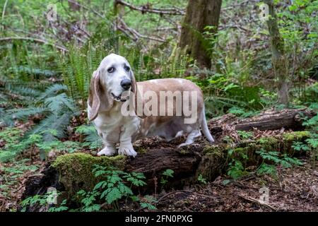 Issaquah, Washington, États-Unis. OPIE, un chien courant âgé de Basset, atteint d'un cancer du lymphome, debout sur une bûche tombée dans un parc. (PR) Banque D'Images