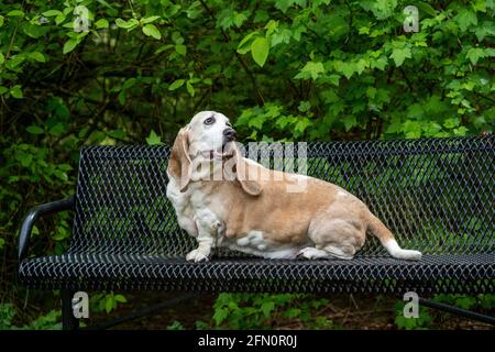 Issaquah, Washington, États-Unis. OPIE, un chien courant âgé de Basset atteint d'un cancer du lymphome, reposant sur un banc de parc. (PR) Banque D'Images