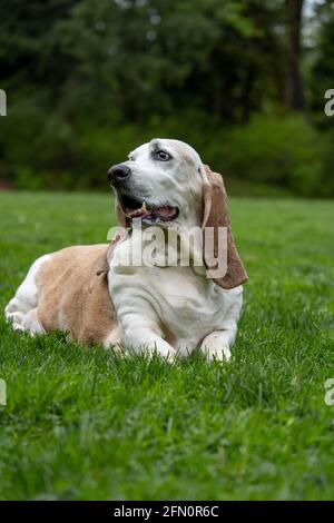 Issaquah, Washington, États-Unis. OPIE, un chien courant de Basset âgé, se reposant dans l'herbe dans un parc. (PR) Banque D'Images