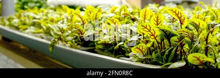 banner, feuilles vertes de l'ostrére rouge cultivées sur une microferme à l'aide de la méthode agroponique. Banque D'Images