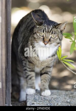 Suspect European Shorthair Cat arquée en arrière et en danger Banque D'Images