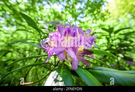 Fleurs de Rhododendron pontique ou Rhododendron commun dans la montagne de Strandzha, Bulgarie. Son nom scientifique est Rhododendron ponticum subsp. Banque D'Images