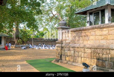 Anuradhapura, Sri Lanka - 03 31 2021: Groupe de Pilgrims en vêtements blancs adorant à Jaya Sri Maha Bhodi le matin. Banque D'Images